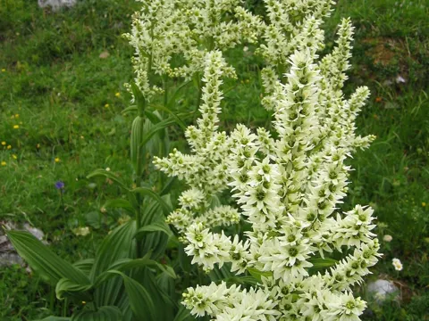 White-hellebore