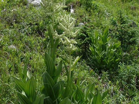 California False Hellebore