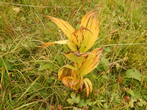 False Hellebore