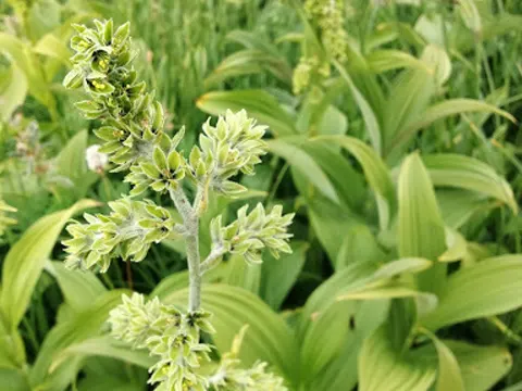 Green False Hellebore