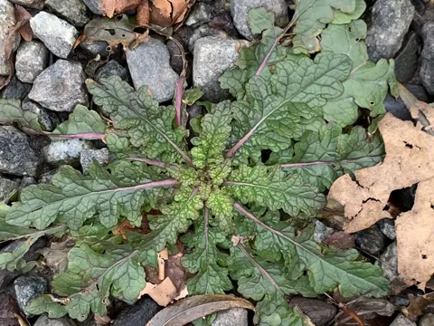 Moth Mullein