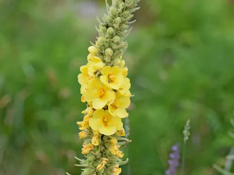 Dense-flowered Mullein