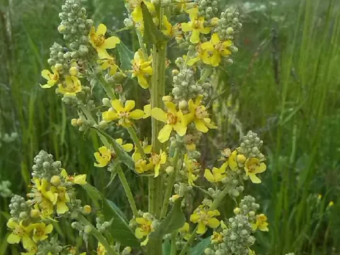 White Mullein