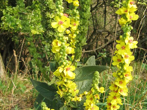 Dark Mullein