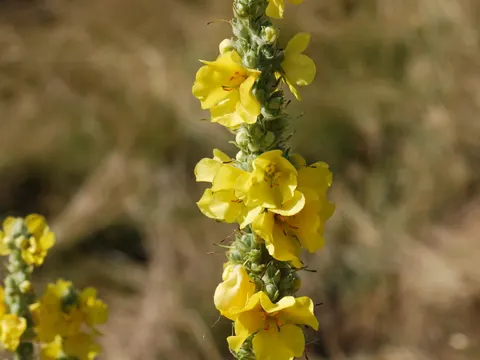 Orange Mullein