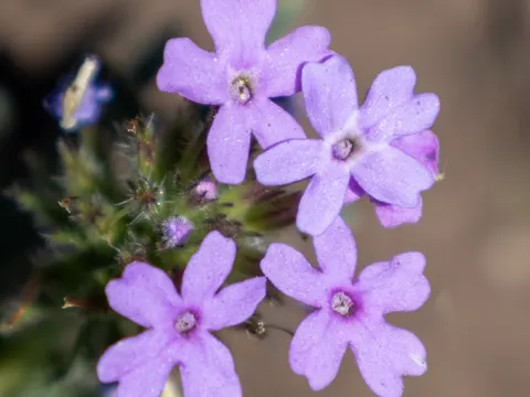 Prairie Verbena