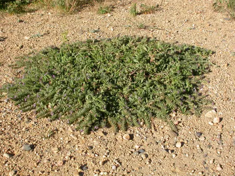 Carpet Vervain