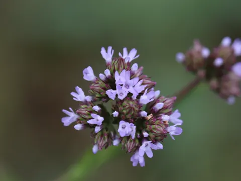 Brazilian Vervain