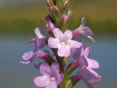 Common Vervain