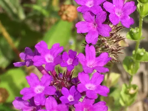 Slender Vervain