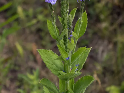 Hoary Vervain