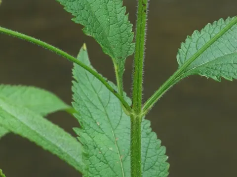 White Vervain
