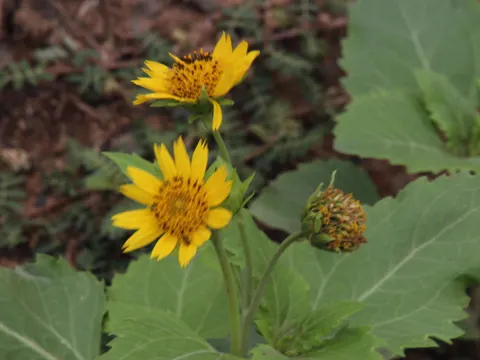 Cowpen Daisy