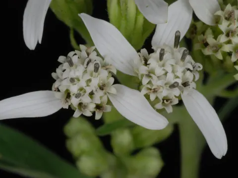Virginia Crownbeard