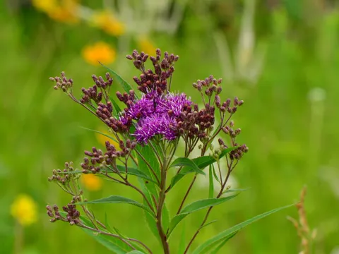 Prairie Ironweed