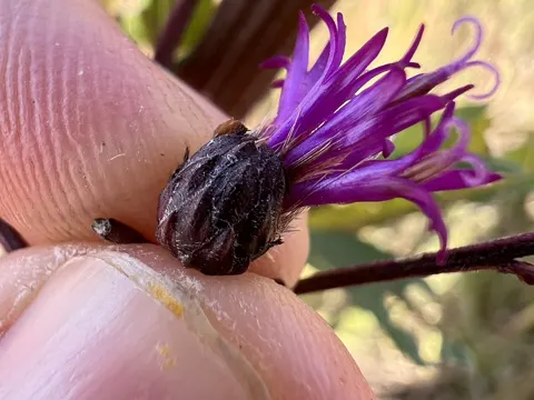 Giant Ironweed