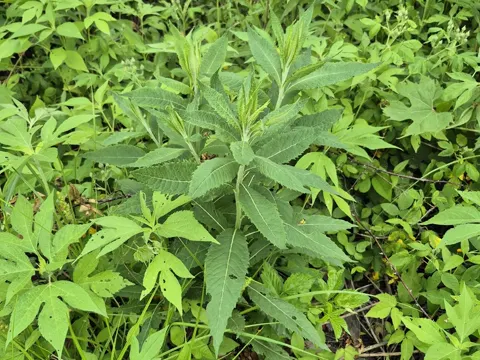 Missouri ironweed