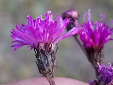 New York Ironweed