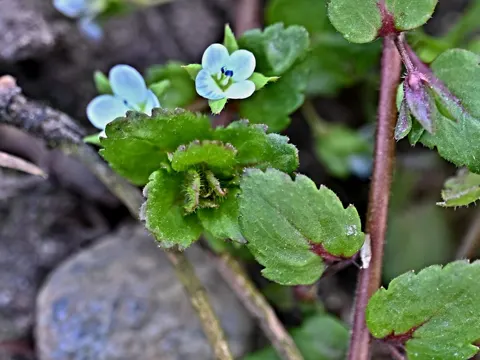 Green Field Speedwell