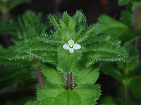 Wall Speedwell
