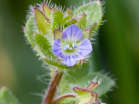 Ivy-leaved Speedwell