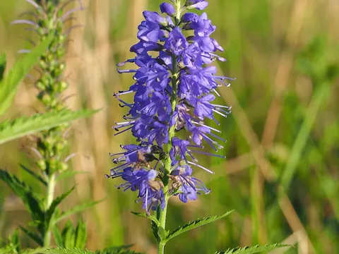 Garden Speedwell