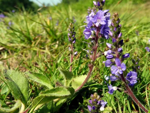 Speedwell