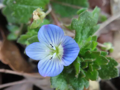 Common Field-speedwell