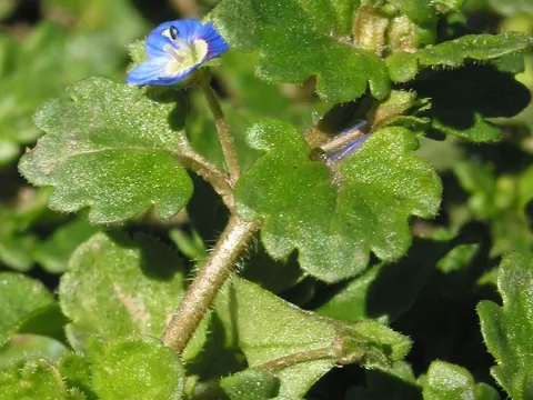 Grey Field Speedwell