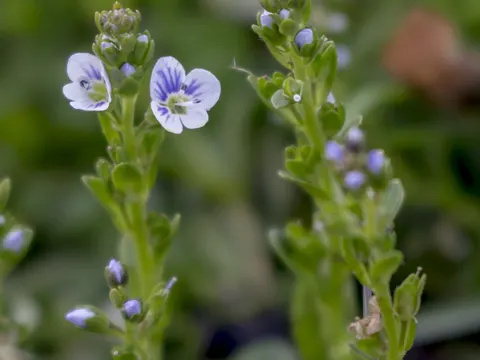Thyme-leaved Speedwell