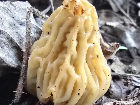 Verpa