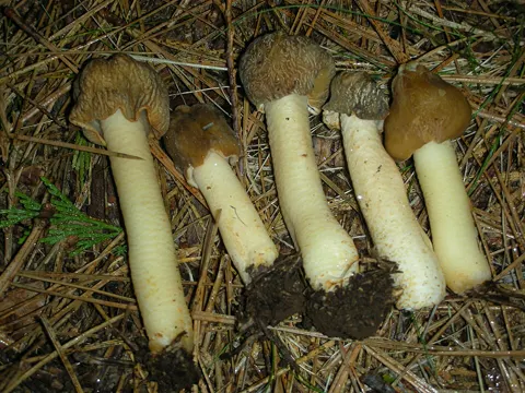 Thimble Morel