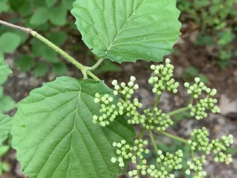 Arrow-wood Viburnum