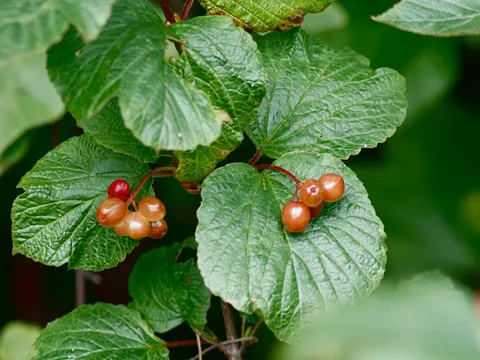Mooseberry