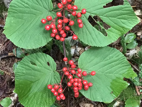 Hobblebush