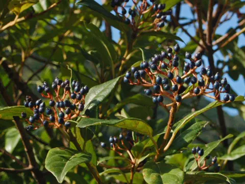 Laurustinus