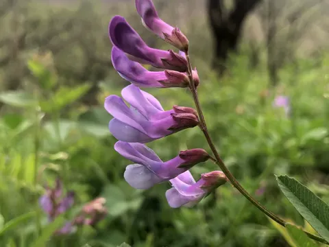American Vetch