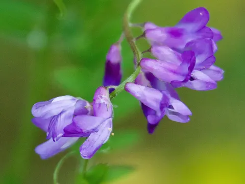Tufted Vetch