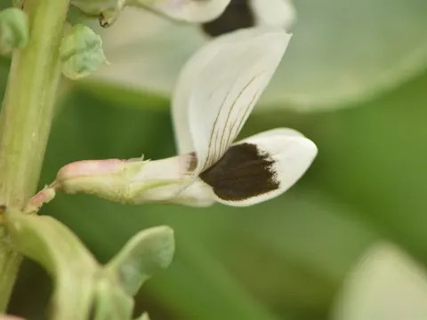 Broad Bean