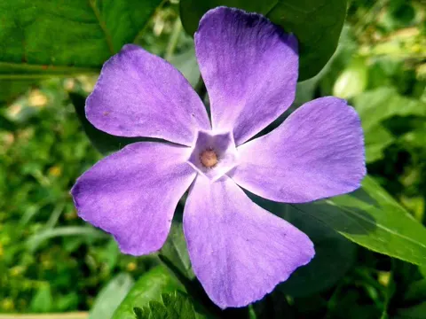 Greater Periwinkle