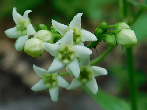 White Swallow-wort