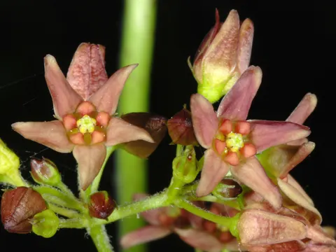 Pale Swallow-wort