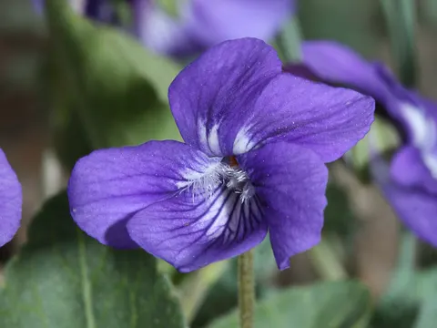 Early Blue Violet