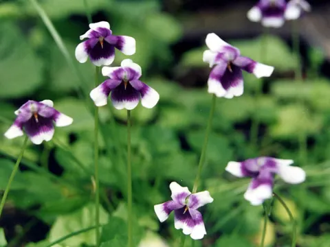 Banks Violet