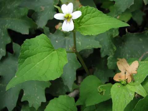 Canada Violet