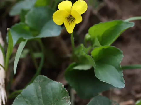 Smooth Yellow Violet