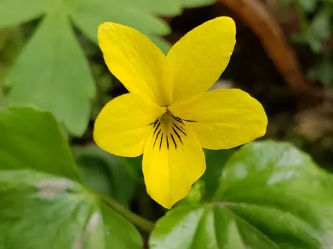 Pioneer Violet