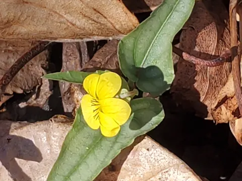 Halbert-leaf Violet