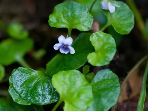 Native Violet