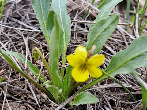 Nuttall's Violet